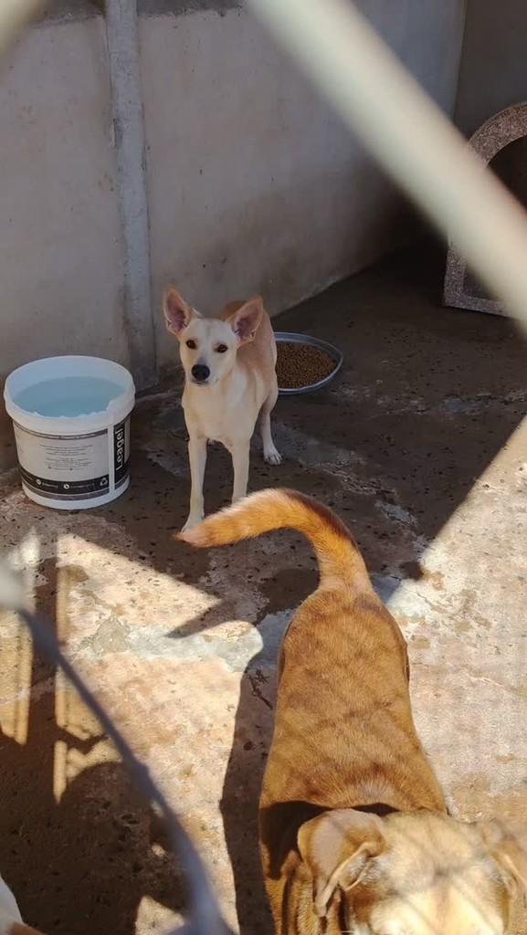 Galego, cachorro de porte pequeno para adoção em Ibitinga - SP
