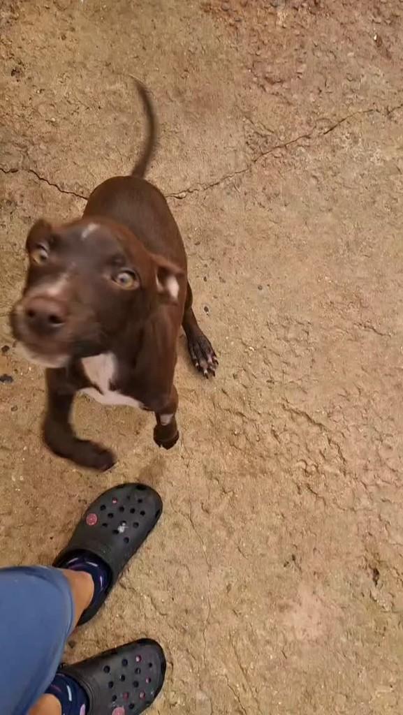 Esperança, cachorro de porte médio para adoção em Ibitinga - SP
