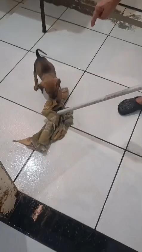 Carolina, cachorro de porte pequeno para adoção em Ibitinga - SP