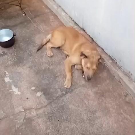 Simba, cachorro de porte pequeno para adoção em Ibitinga - SP