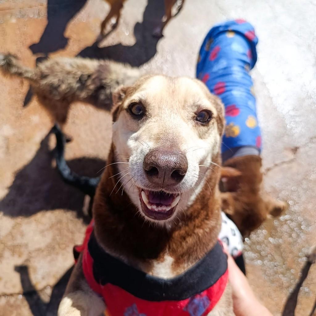 Batata, cachorro de porte médio para adoção em Ibitinga - SP