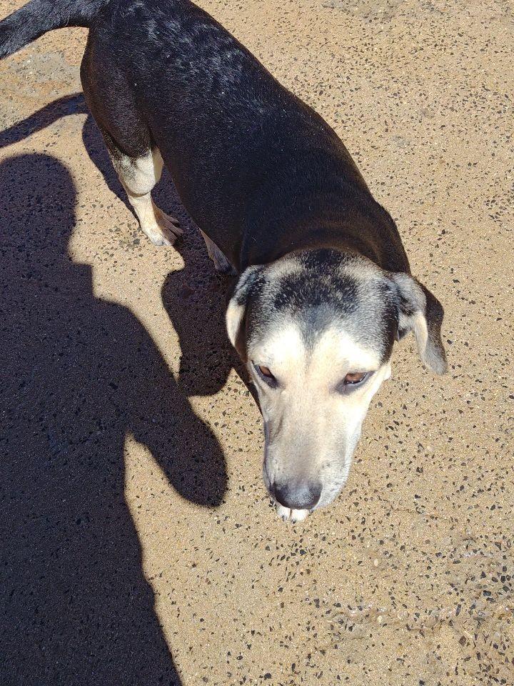 Chico, cachorro de porte médio para adoção em Ibitinga - SP