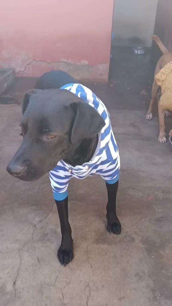 Vida, cadela de porte médio para adoção em Ibitinga - SP