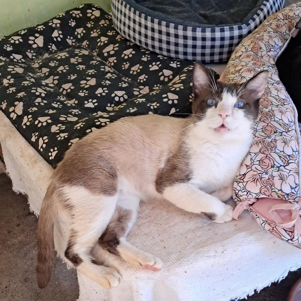 Belo, gato de porte pequeno para adoção em Ibitinga - SP