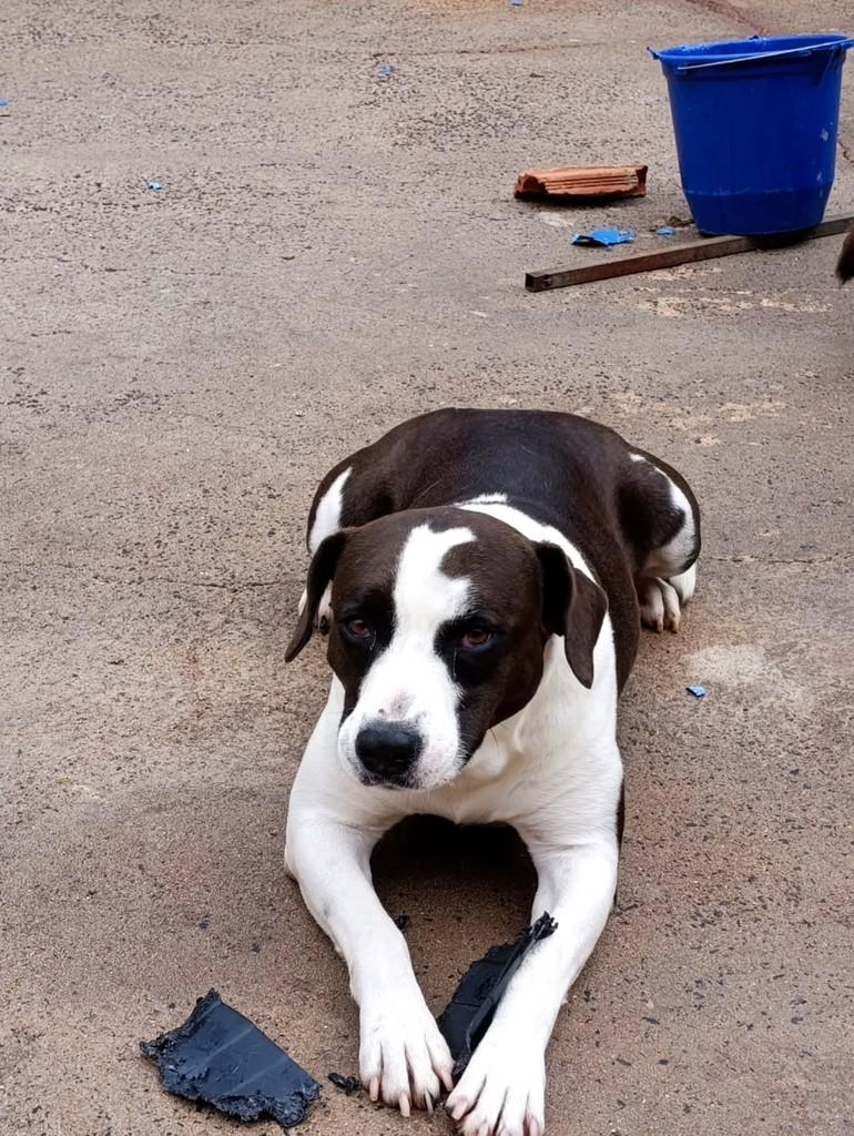 July, cadela de porte médio para adoção em Ibitinga - SP