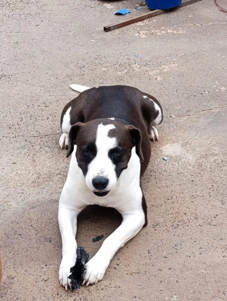 July, cadela de porte médio para adoção em Ibitinga - SP — foto 2 de 2