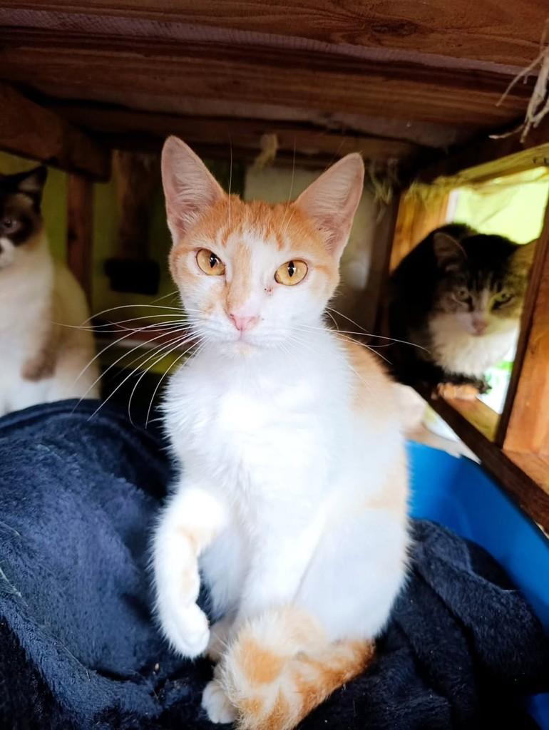 Lisa, gata de porte pequeno para adoção em Ibitinga - SP
