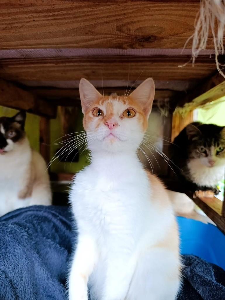 Lisa, gata de porte pequeno para adoção em Ibitinga - SP — foto 2 de 2
