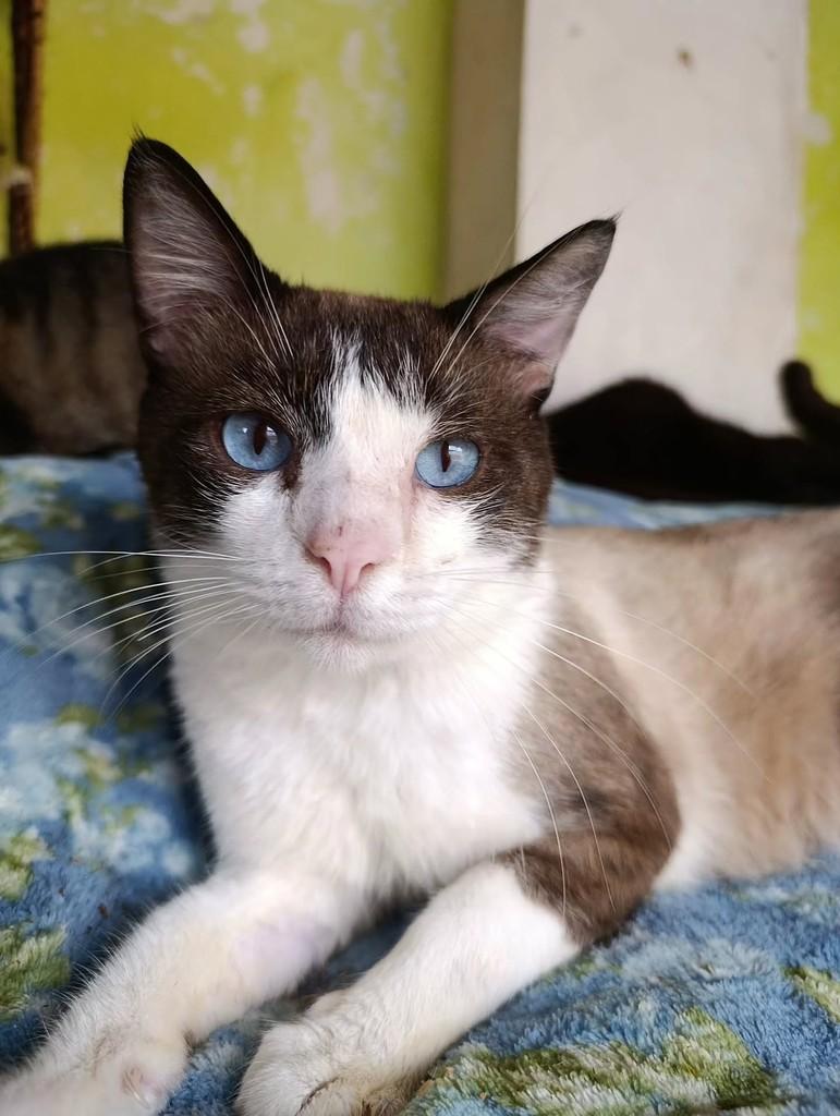 Chorão, gato de porte médio para adoção em Ibitinga - SP