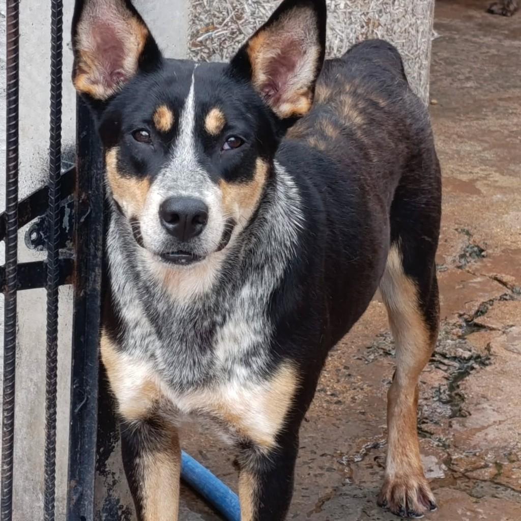 Cowboy, cachorro de porte médio para adoção em Ibitinga - SP