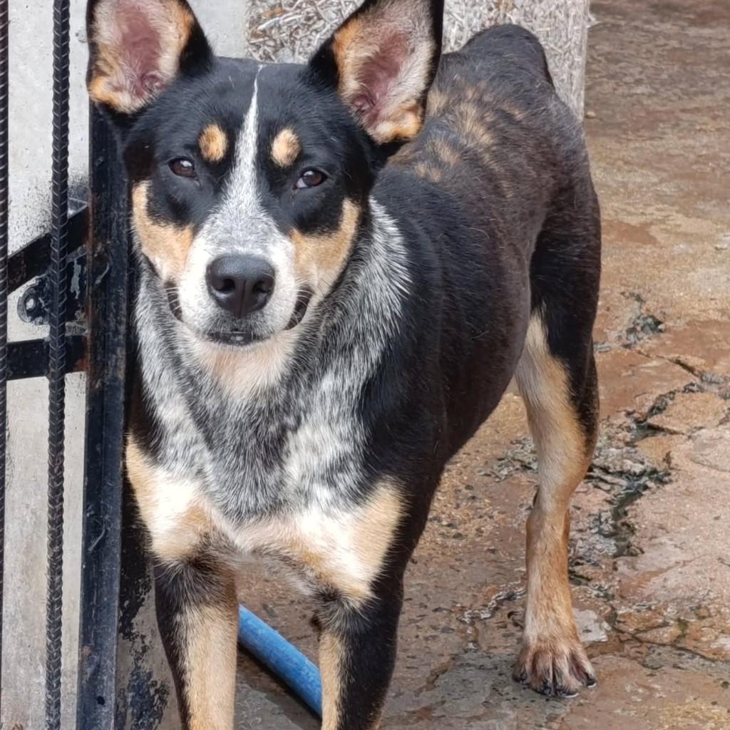 Cowboy, cachorro de porte médio para adoção em Ibitinga - SP — foto 2 de 2