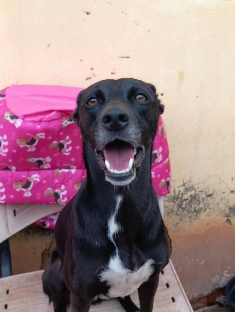 Cora, cadela de porte médio para adoção em Ibitinga - SP