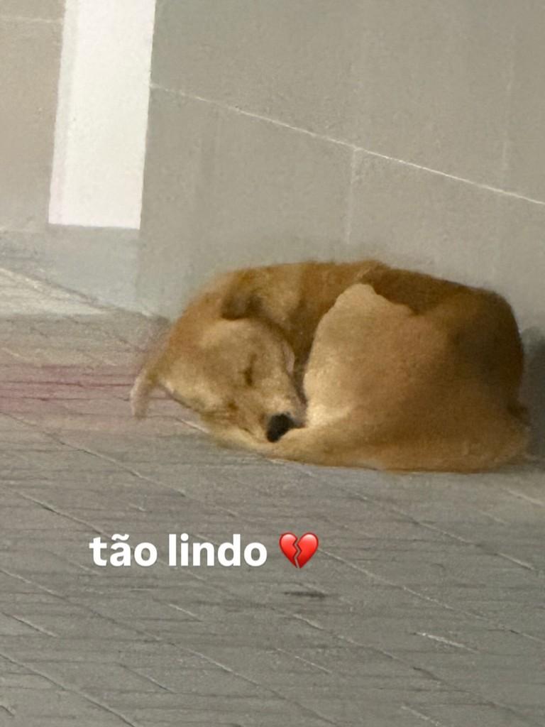 Serrinha, cachorro de porte pequeno para adoção em Serrinha - BA