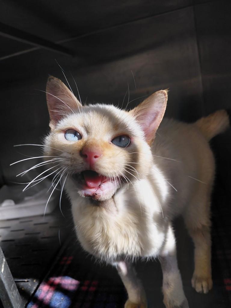 Algodao, gato de porte pequeno para adoção em São Ludgero - SC