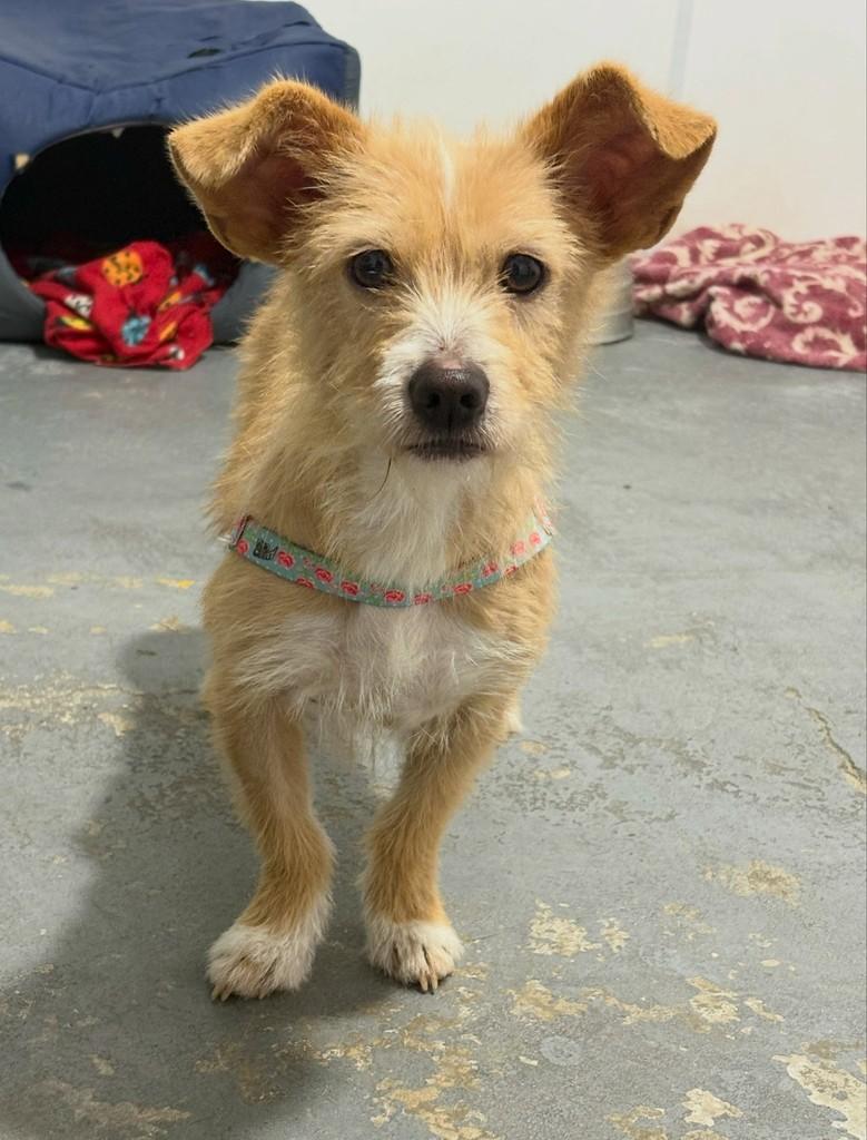 Faísca, cachorro de porte pequeno para adoção em São Ludgero - SC