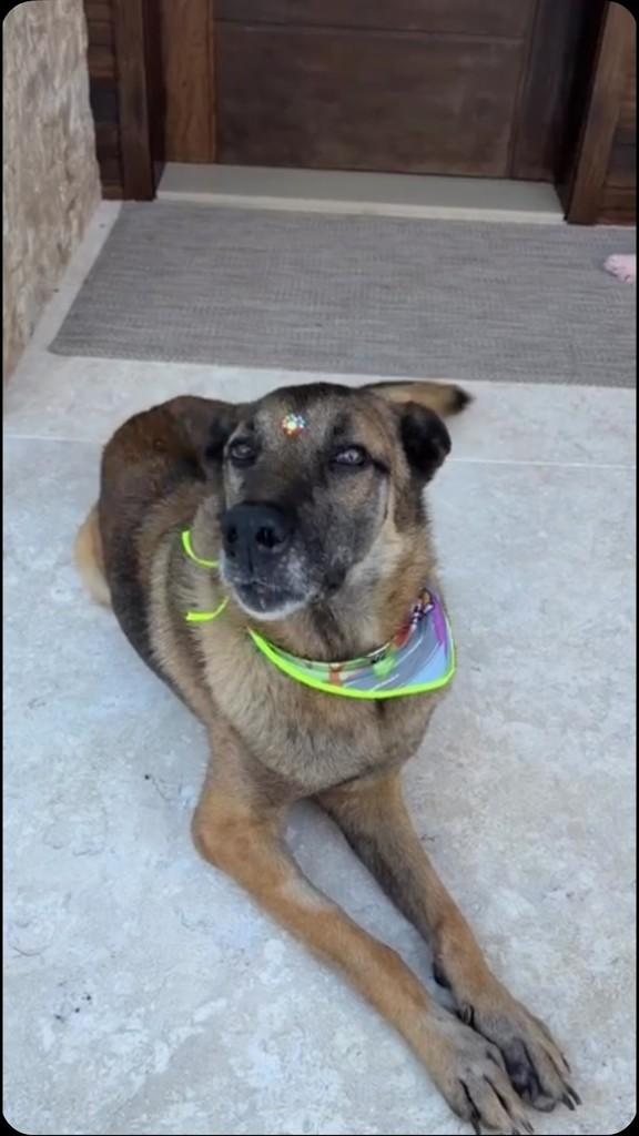 Jade, cachorro de porte médio para adoção em São Ludgero - SC