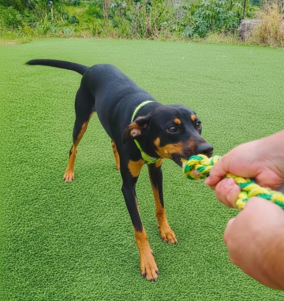 Léo, cachorro de porte médio para adoção em São Ludgero - SC