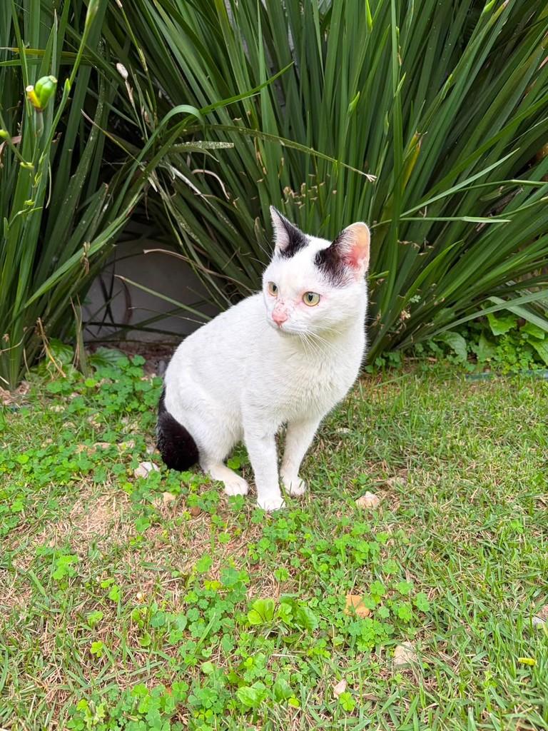 Mingau, gato de porte médio para adoção em São Ludgero - SC