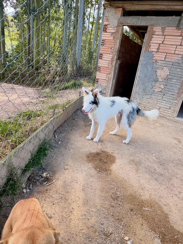 Border Collie merle, cachorro de porte médio para adoção em São Ludgero - SC