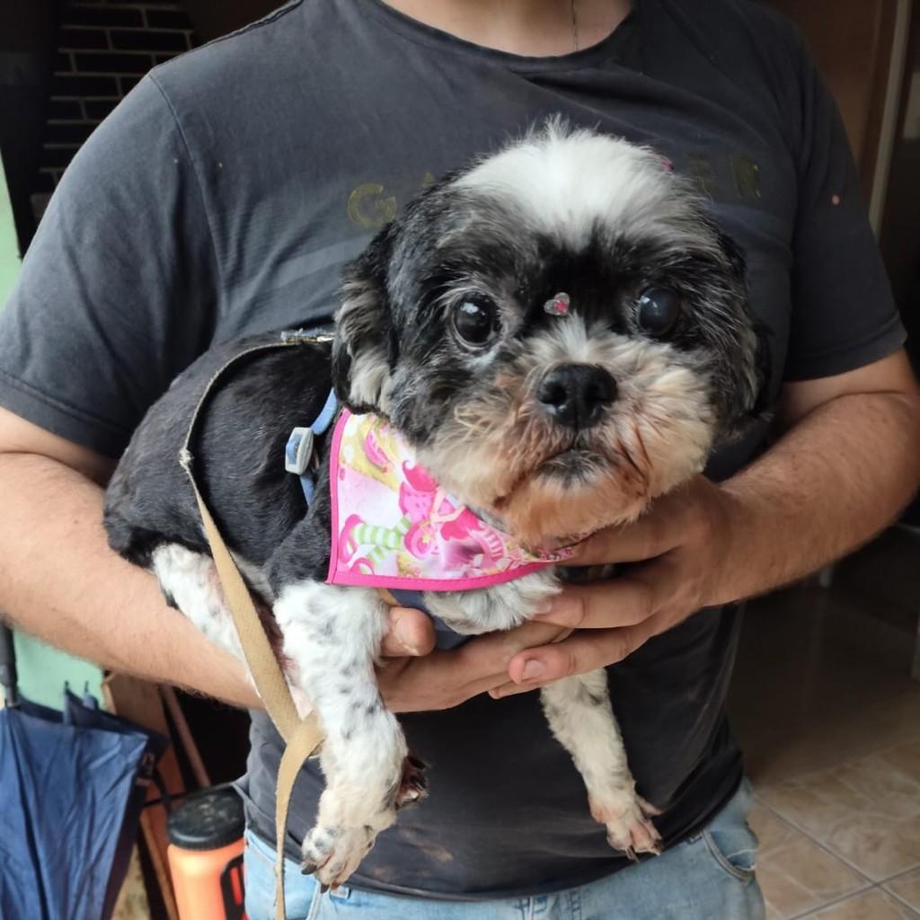 Zara, cachorro de porte pequeno para adoção em São Ludgero - SC