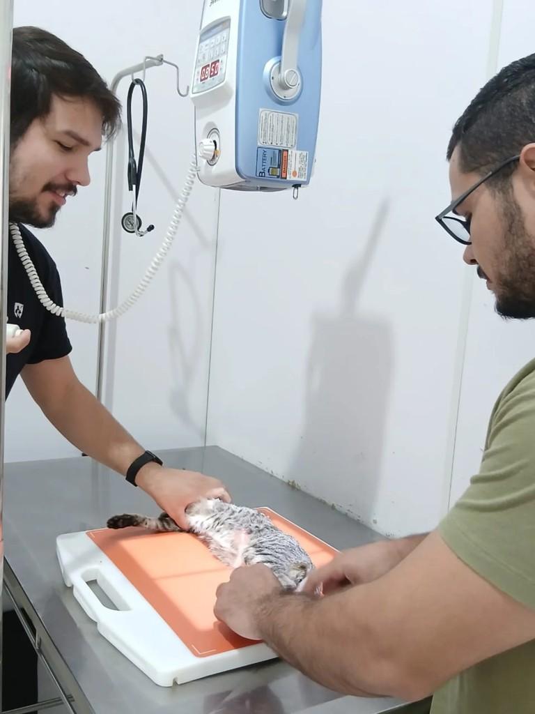 Mel, gato de porte pequeno para adoção em Santo Anastácio - SP