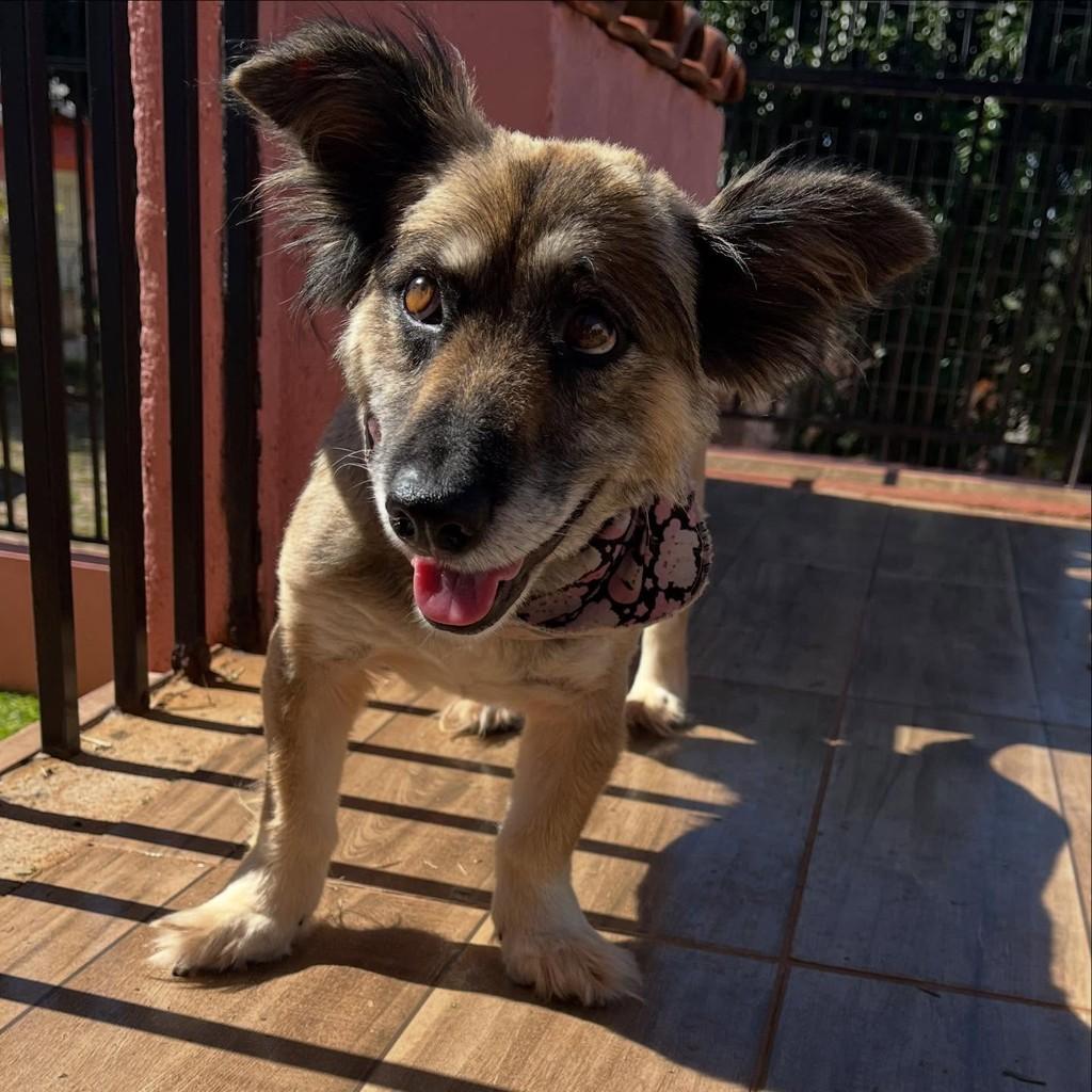 Belinha, cadela de porte médio para adoção em Getúlio Vargas - RS