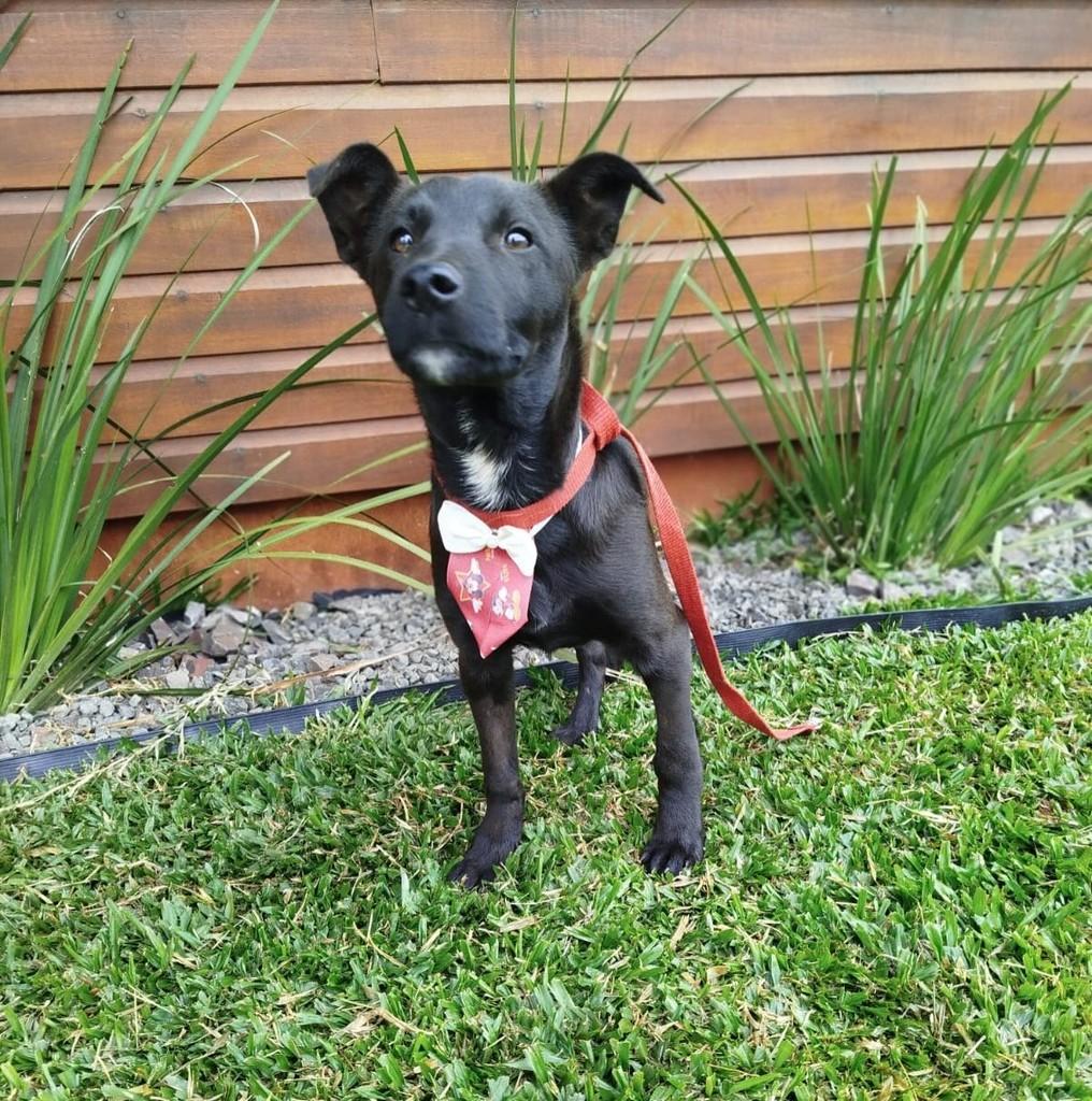 Pretinho, cachorro de porte médio para adoção em Getúlio Vargas - RS