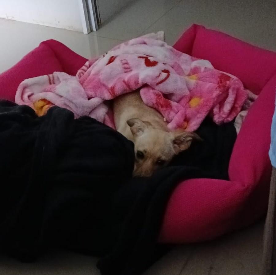 Vitória, cachorro de porte pequeno para adoção em Vitória - ES