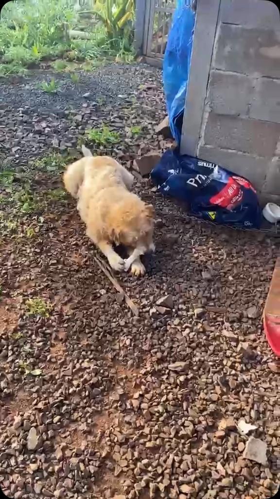 Benji, cachorro de porte grande para adoção em Getúlio Vargas - RS