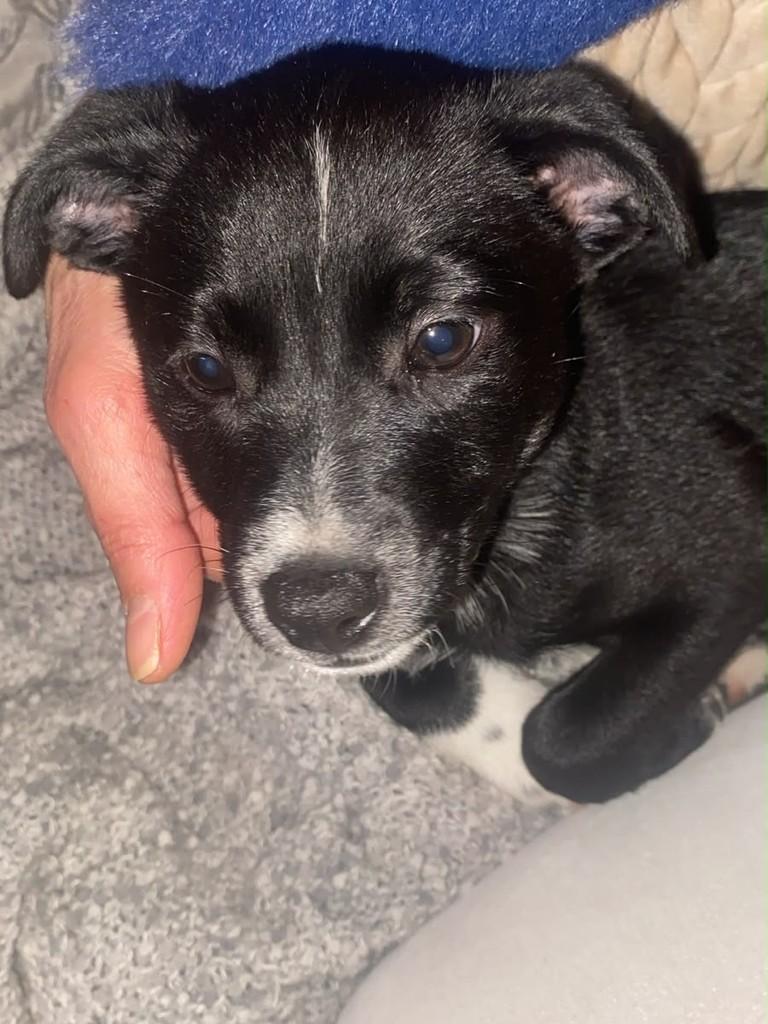 Dora, cadela de porte pequeno para adoção em Getúlio Vargas - RS