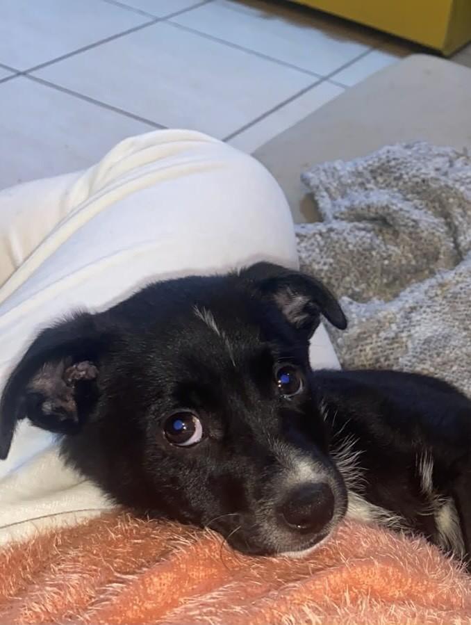 Dora, cadela de porte pequeno para adoção em Getúlio Vargas - RS — foto 2 de 2