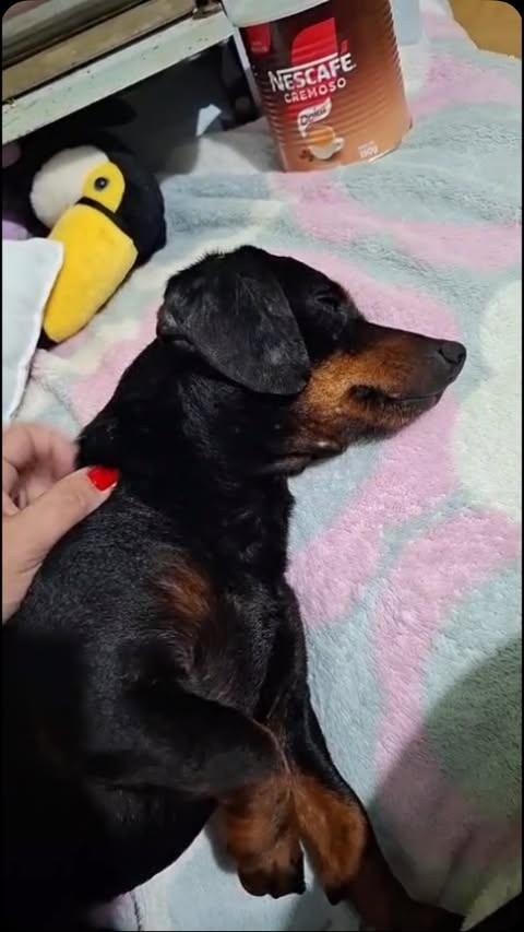 Ozzy, cachorro de porte pequeno para adoção em Getúlio Vargas - RS