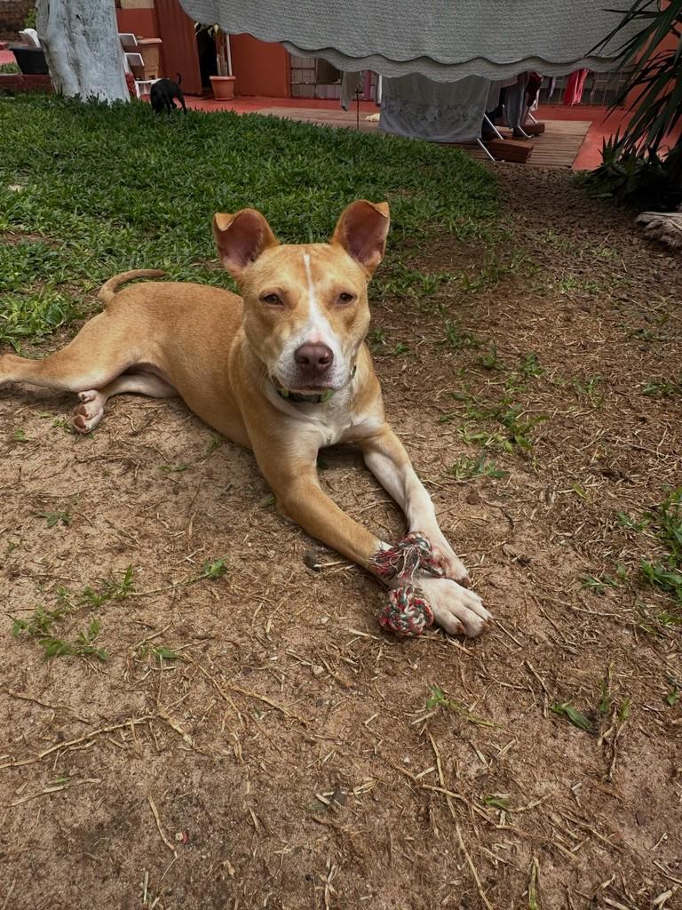 Pity, cadela de porte médio para adoção em Getúlio Vargas - RS — foto 2 de 3