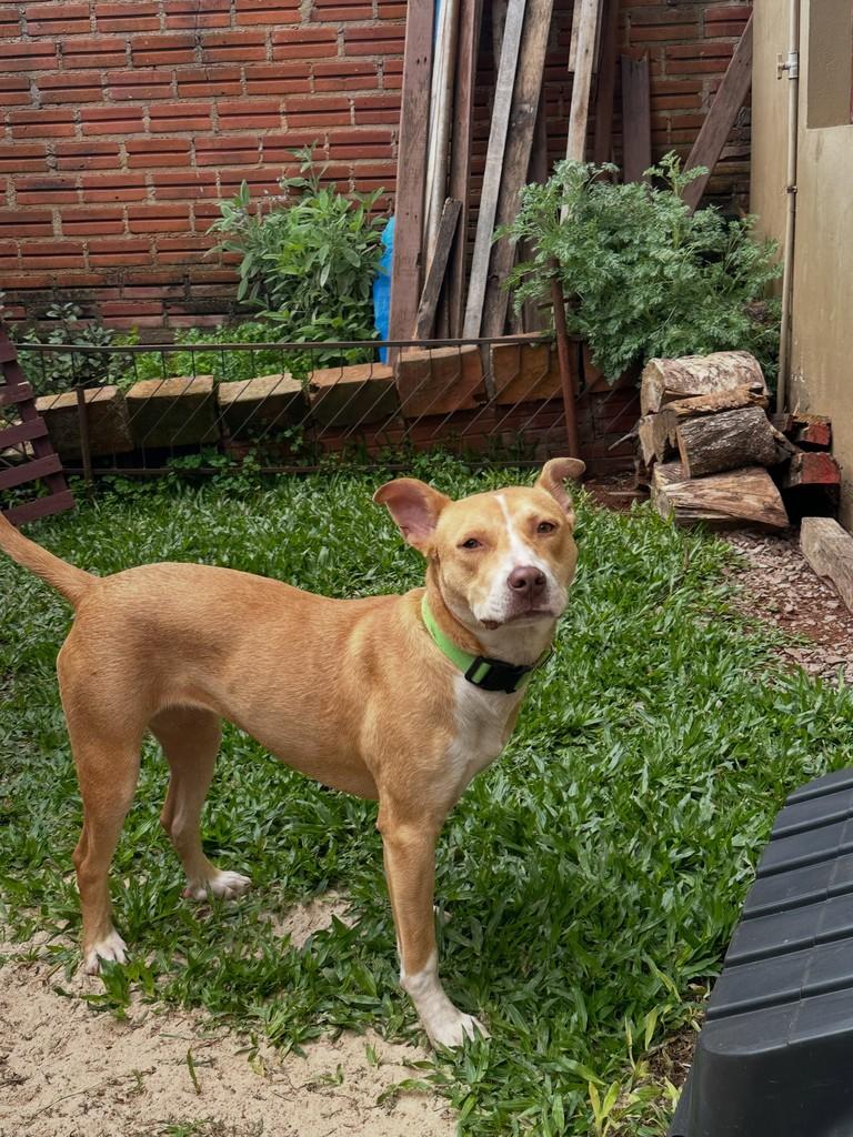 Pity, cadela de porte médio para adoção em Getúlio Vargas - RS — foto 3 de 3