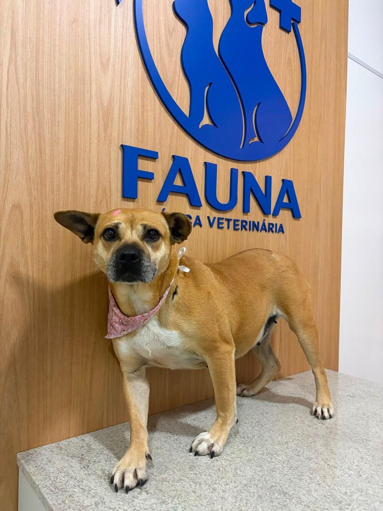Caramela, cadela de porte pequeno para adoção em Serafina Corrêa - RS