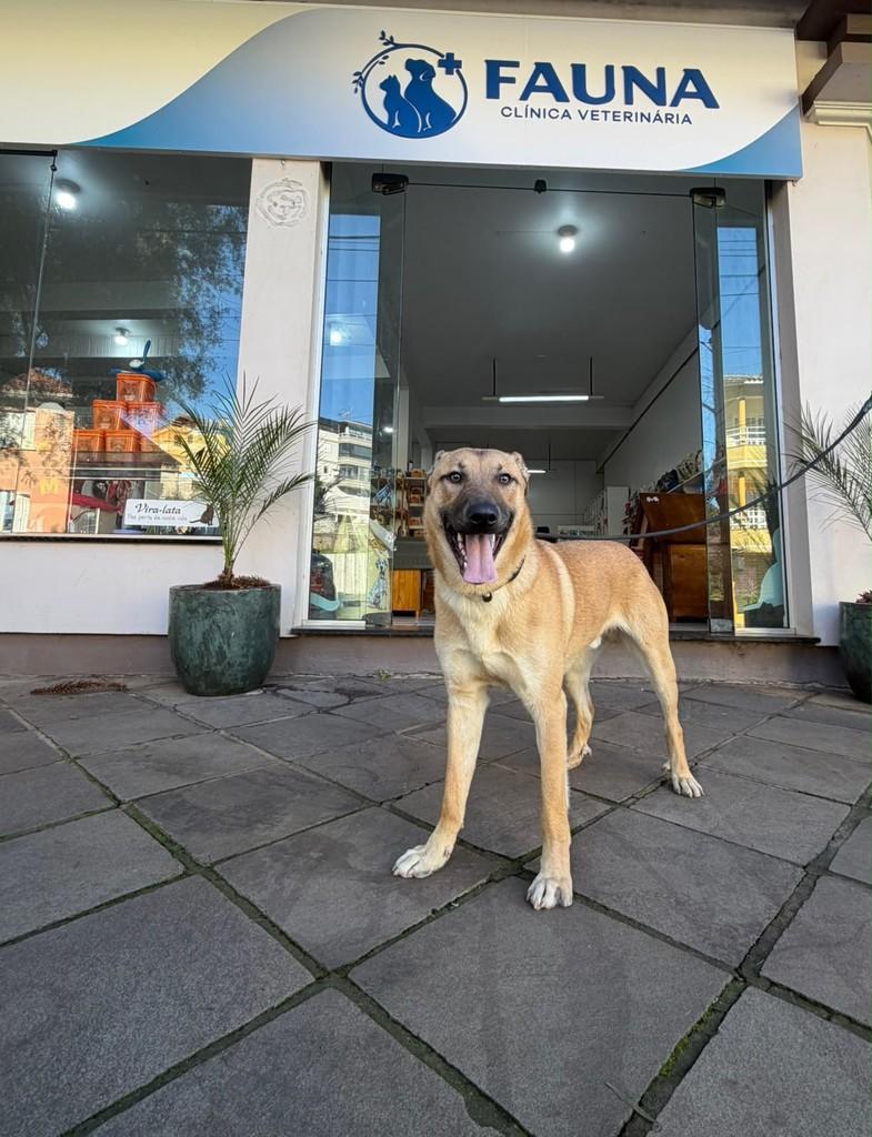 Tião, cachorro de porte grande para adoção em Serafina Corrêa - RS