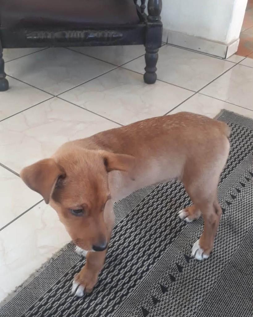 Toby, cachorro de porte pequeno para adoção em Cruzília - MG
