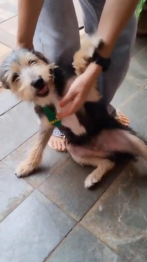 Scooby, cachorro de porte pequeno para adoção em São Joaquim da Barra - SP