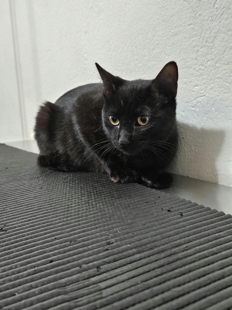 Fofinha, gata de porte pequeno para adoção em São Joaquim da Barra - SP