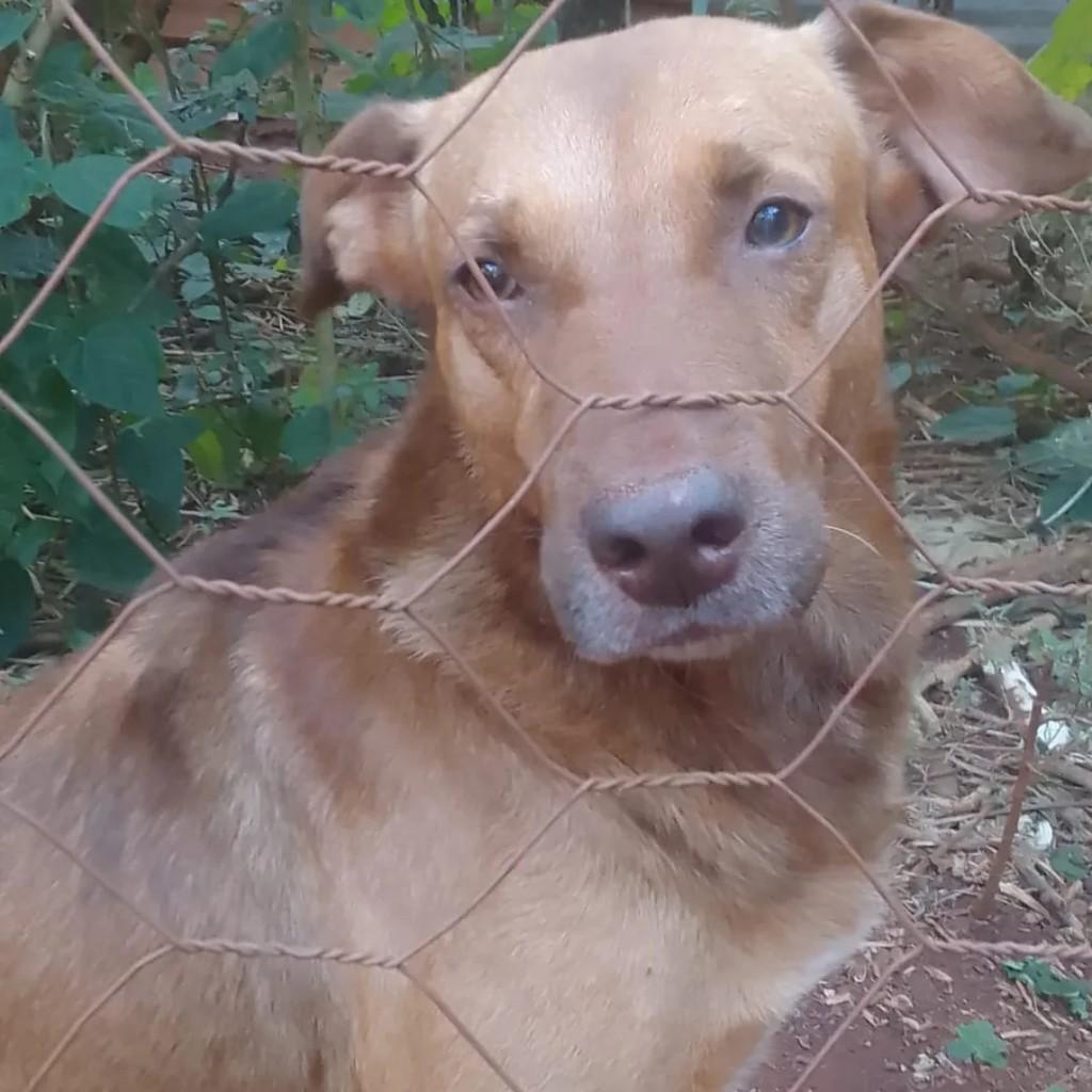 Lindona, cachorro de porte médio para adoção em Campo Mourão - PR