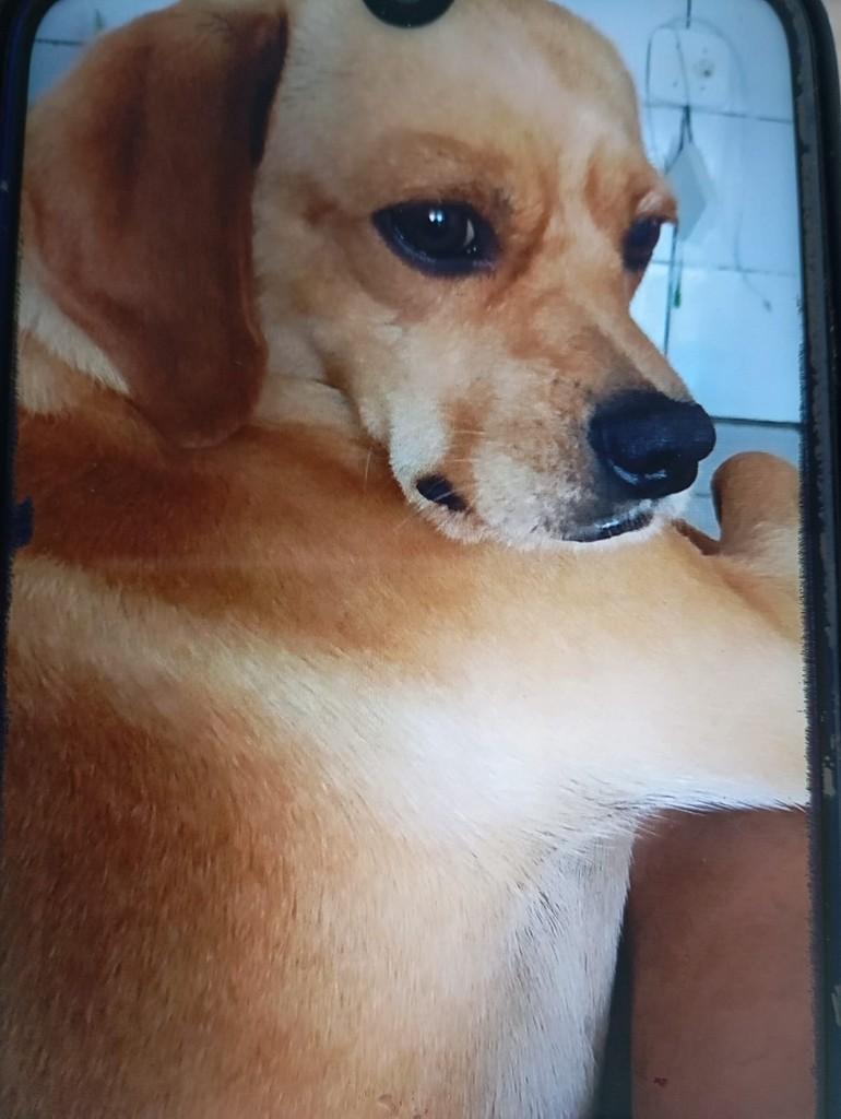 Bolinha, cachorro de porte pequeno para adoção em Prudentópolis - PR