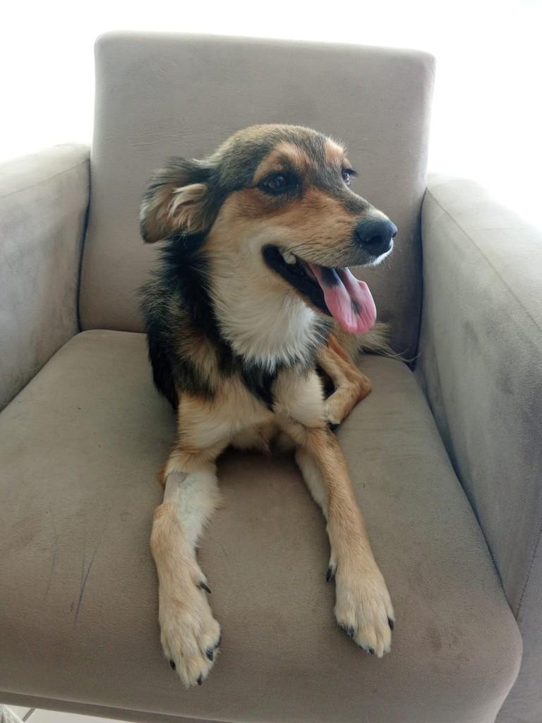 Cachorra, cadela de porte médio para adoção em Prudentópolis - PR