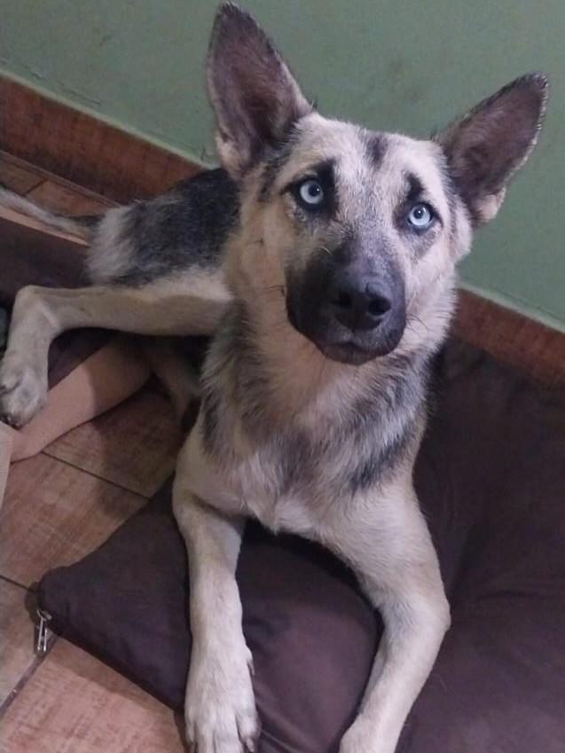 Bela, cadela de porte pequeno para adoção em Prudentópolis - PR