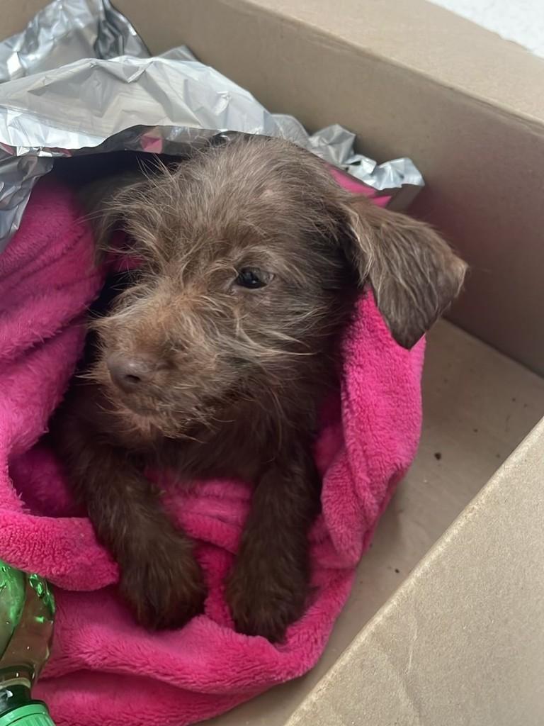 Filhotinha, cachorro de porte pequeno para adoção em Prudentópolis - PR