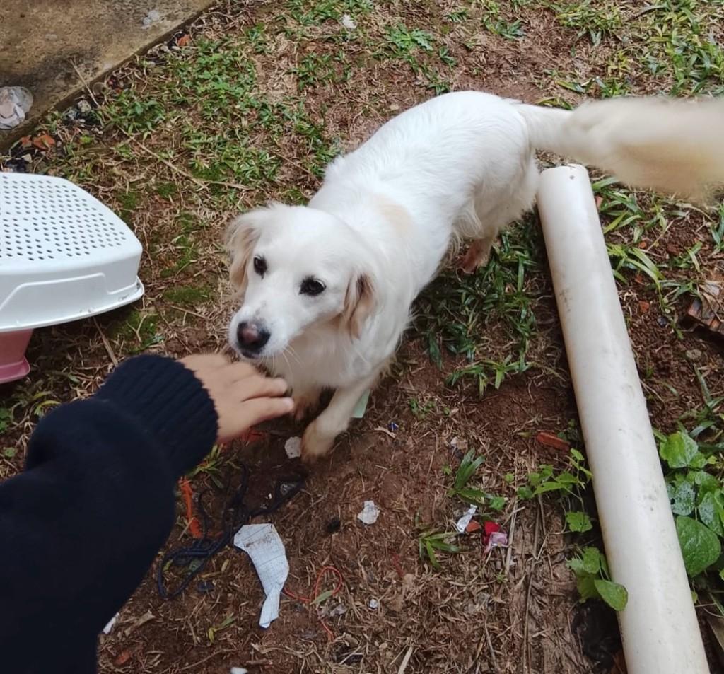 Pipoca, cadela de porte médio para adoção em Prudentópolis - PR