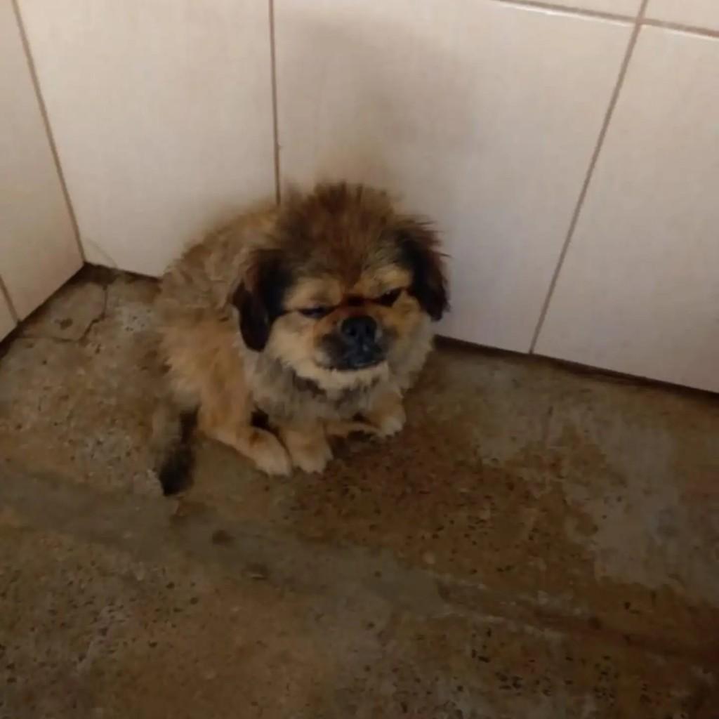 Café, cachorro de porte pequeno para adoção em Prudentópolis - PR