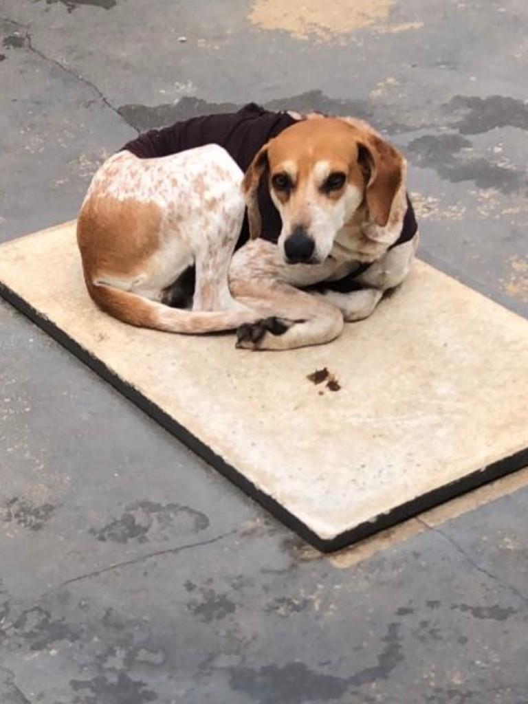 Americano, cachorro de porte médio para adoção em Prudentópolis - PR