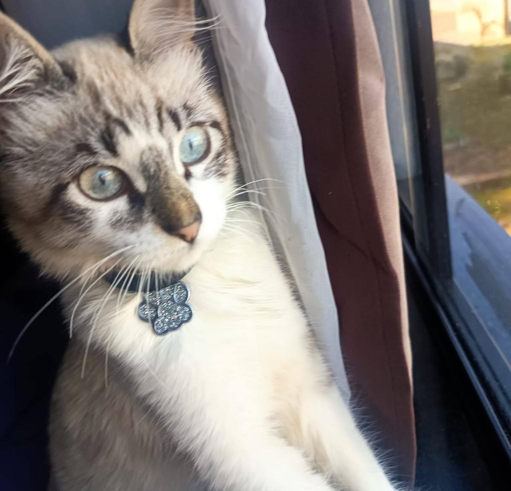 Paçoca, gato de porte pequeno para adoção em Prudentópolis - PR