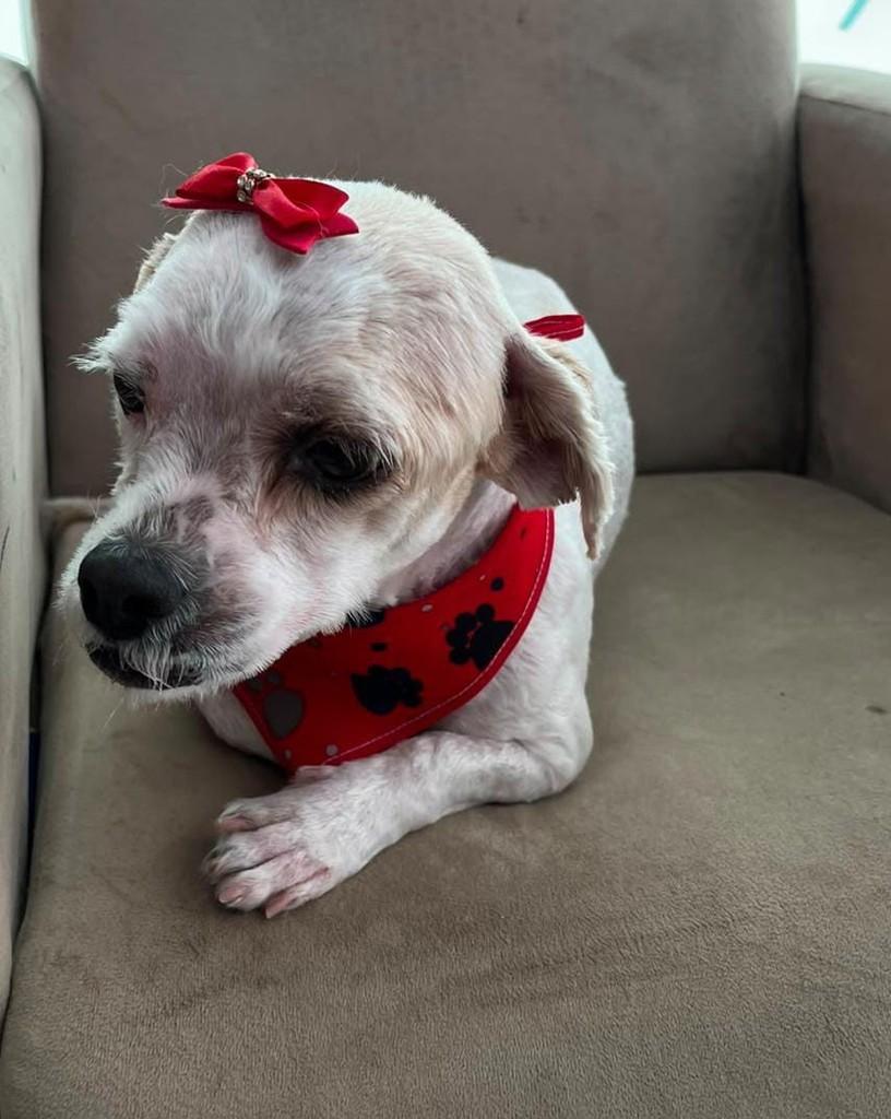 Ilhasa, cachorro de porte pequeno para adoção em Prudentópolis - PR