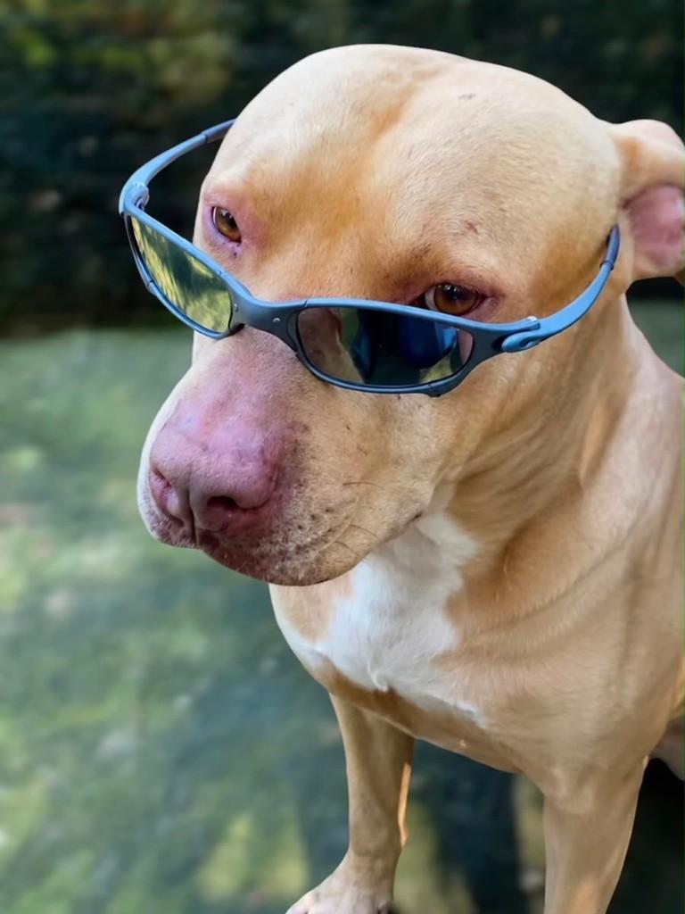 Pit Lindo, cachorro de porte médio para adoção em Prudentópolis - PR